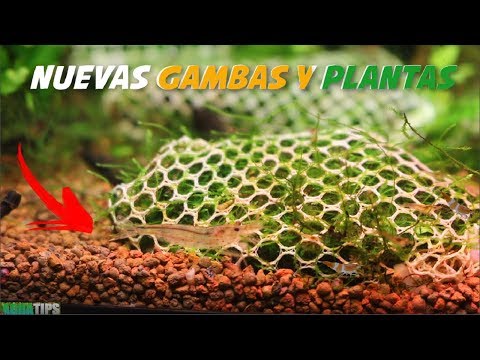 Traslado mi GAMBARIO y meto nuevas GAMBAS y PLANTAS || AquaTips