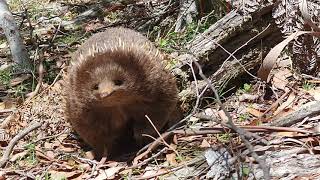 Echidna (walks up to me)
