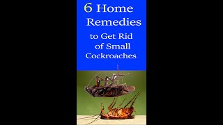 6 Best Home Remedies to Get Rid of Cockroaches