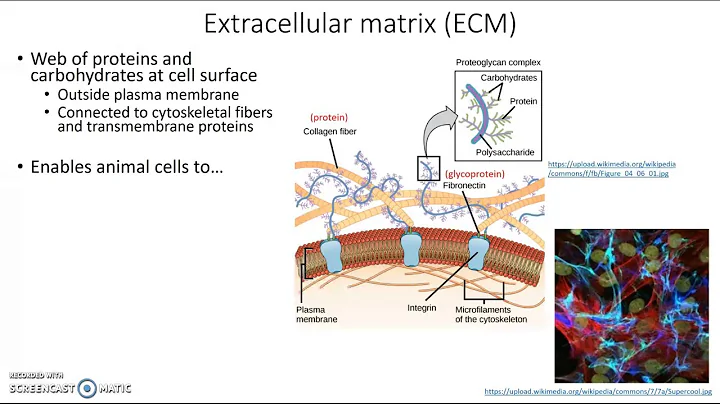 Extracellular matrix