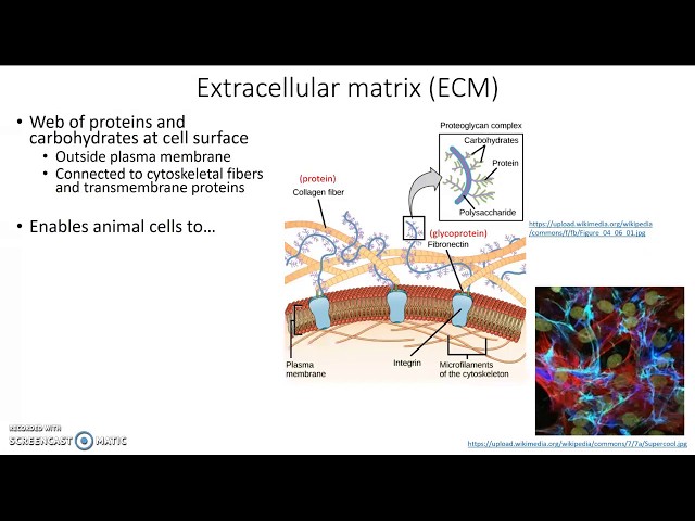 Matrix In Bio Extracellular Matrix Diagram