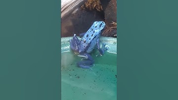 BLUE DART FROG 😁😁😁: HE JUMPS A BIG JUMP 🤪🤪🤪🤪🤪🤪🤪🤪🤪🤪🤪🤪!!! #animalshorts #shortanimals #shorts