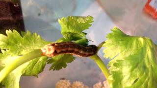 spodoptera littoralis