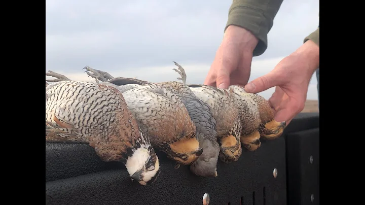 Wesley's Covey | Oklahoma Quail Hunting