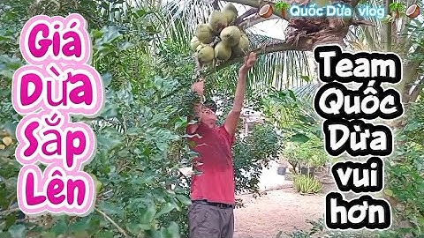 Mưa bão lũ lụt .mà dừa treo nên giá lên chút chút .mừng ơi là mừng #quocduavlog 