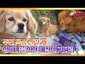 [TV 동물농장 레전드] ‘주인의 목숨을 구한 개’ 풀버전 다시보기 I TV동물농장 (Animal Farm) | SBS Story