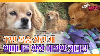 [TV 동물농장 레전드] ‘주인의 목숨을 구한 개’ 풀버전 다시보기 I TV동물농장 (Animal Farm) | SBS Story
