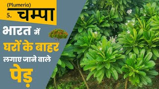 चम्पा || भारत में घरों के बाहर लगाए जाने वाले पेड़ | Plumeria | House Grown Trees Of Bharat