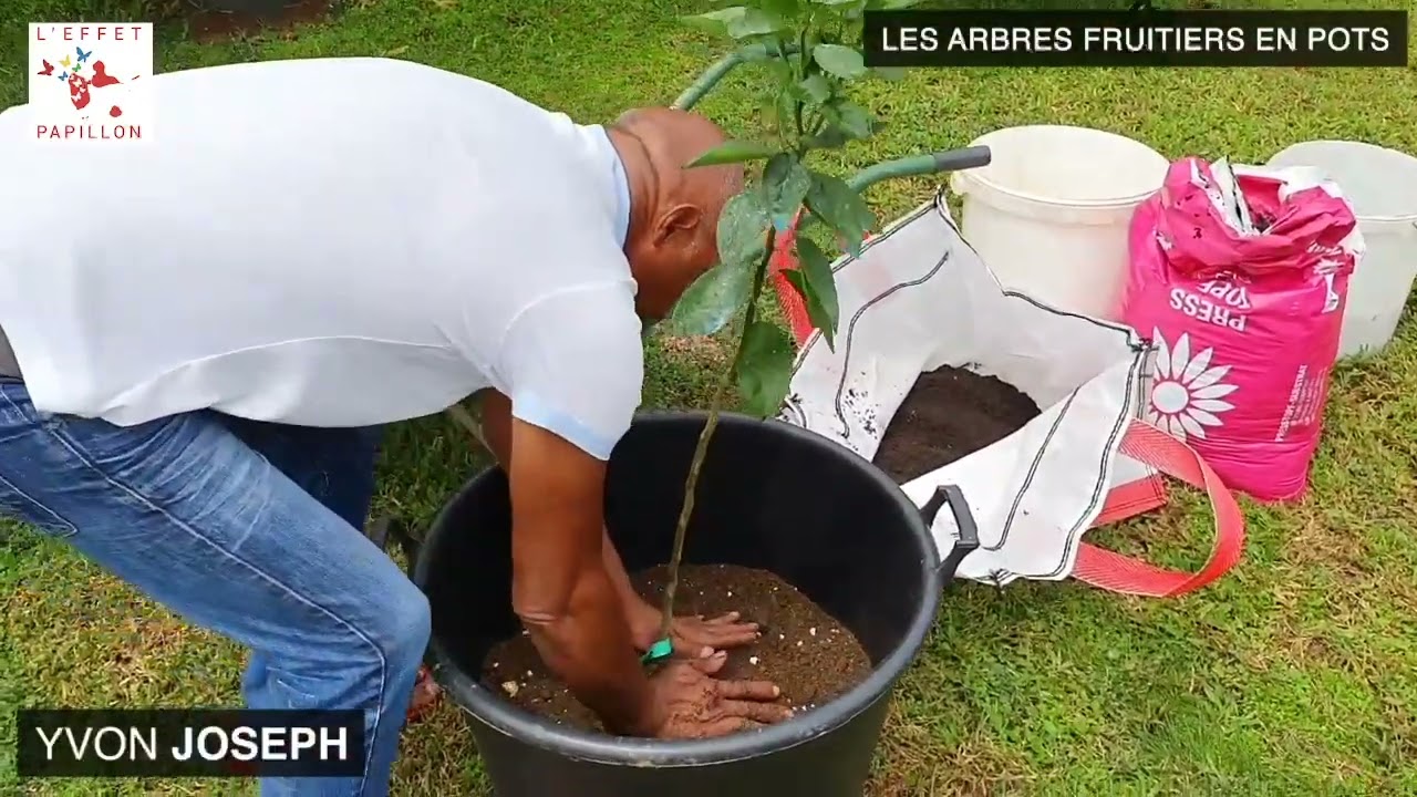 La culture d'arbre en pot, Yvon JOSEPH