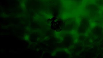 Aurora Master on my ceiling(Green)