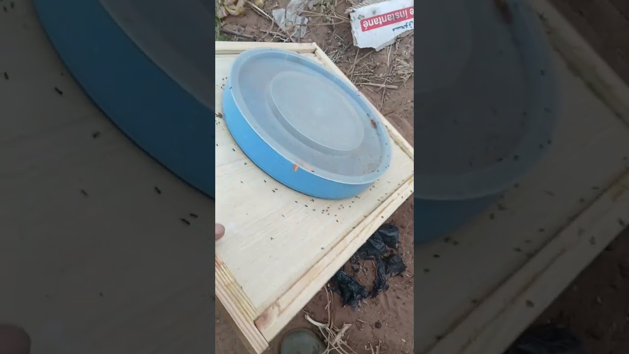 كيف تحمي خلايا النحل من حرارة الصيف؟ أسرار لا يعرفها الكثيرون!