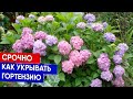 СРОЧНО Как укрывать гортензию