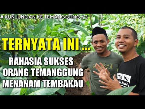 Video: Cara menanam tembakau wangi. Tumbuh dari biji