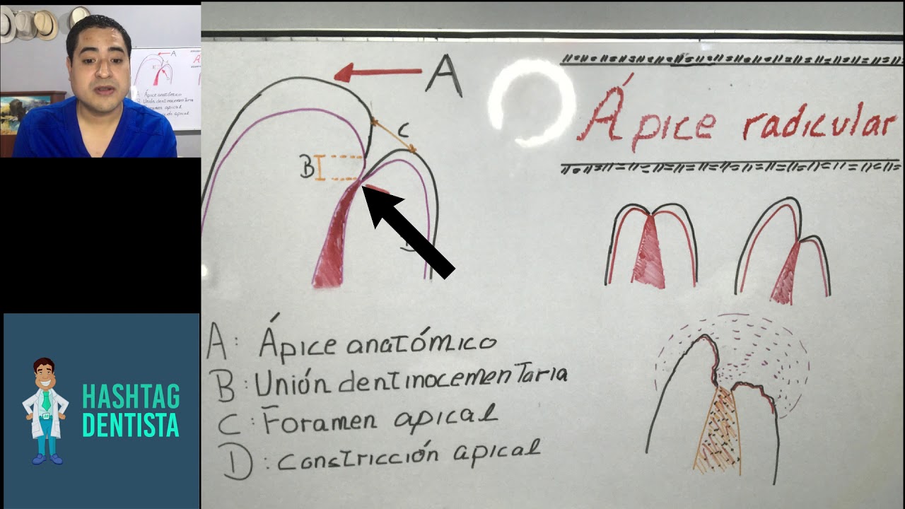 Ápice anatómico YouTube