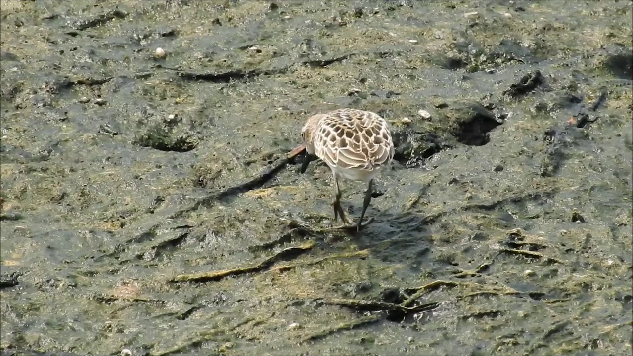 Semipalmated Sandpiper 