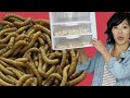 GROW Mealworms for FOOD | DIY Mealworm Farm | BUGMAS 2018 - Day 1