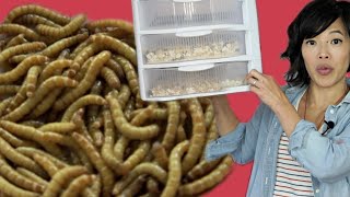 GROW Mealworms for FOOD | DIY Mealworm Farm | BUGMAS 2018 -- Day 1