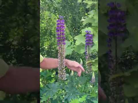 วีดีโอ: Growing Desert Lupines: ข้อมูลและการดูแล Desert Lupin