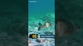 Professional cine underwater drone in action
Underwater footage shot on the Boxfish Luna, professional underwater drone for natural history production. Thanks Inspired Planet Production for providing their footage.
#naturalhistory #shots Professional cine underwater drone in action