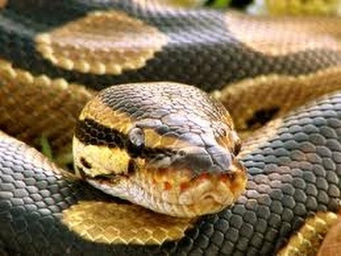 pythons for sale Snake Bytes TV - Snakes Doing The Nasty! SnakeBytesTV
