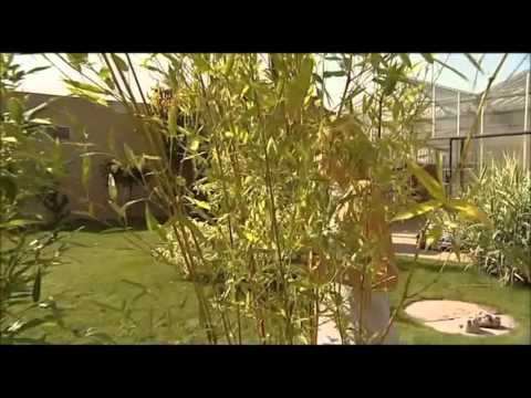 Video: Jak Pěstovat Strom Domácích Peněz