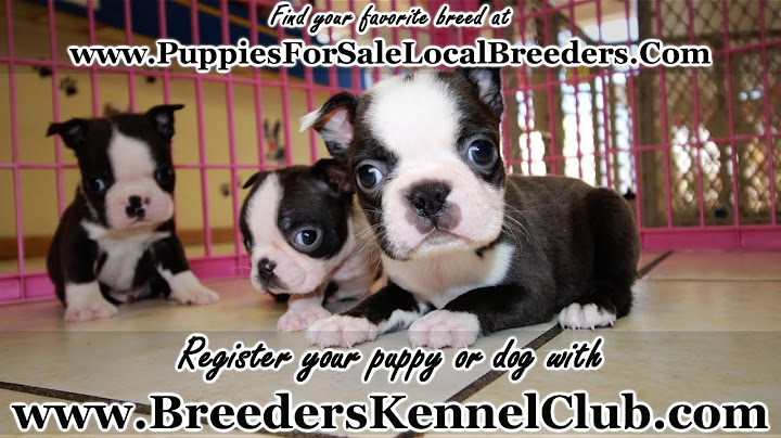 Boston terrier for sale in ga