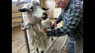 Shearing Grace our Pygora fiber goat