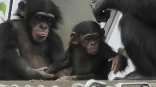 I love baby Dill! by Ibuki  僕は赤ちゃんディルが大好き！イブキ　Chimpanzee  Tama Zoological Park