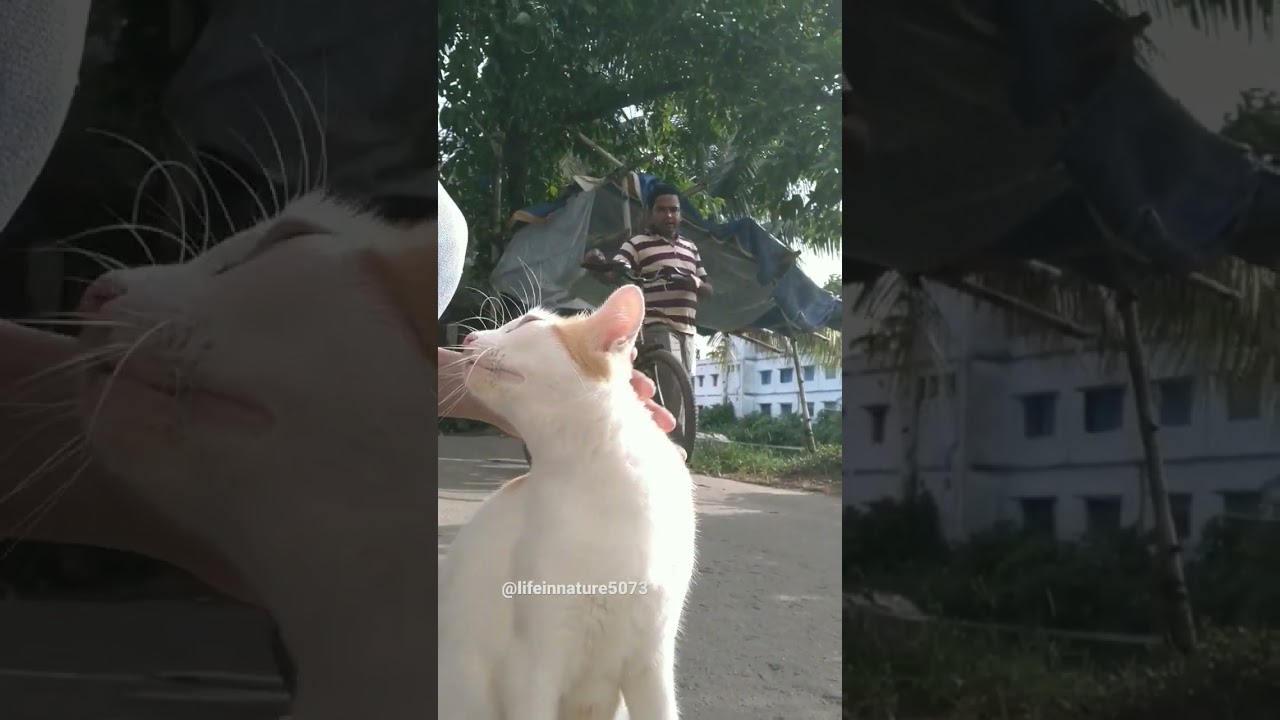 Adorable Indian Street Cat catlover shorts street nature love adorable-indian-street-cat-catlover-shorts-street-nature-love