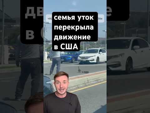 Остановил движение ради утят — доброта не вымерла!