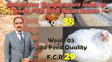 Role of Poultry Temperature in better FCR |How to Get High FCR in Broiler | Poultry Farming Part 1