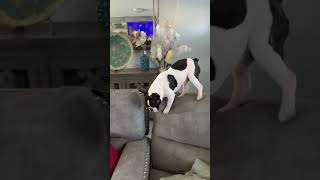 My Dog 🐕 ❤️#subscribe  #doglove  #pets  #partydog