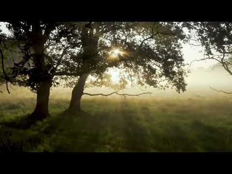 اذا غصن المحبة مال فيك لادفع دم قلبي مال فيك