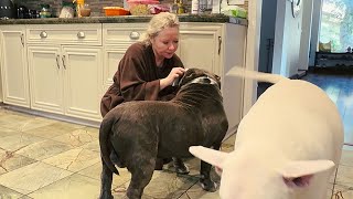 видео: Пипонька послушала интервью с Арестовичем и выдала #арестович  картинка: Пипонька послушала интервью с Арестовичем и выдала #арестович