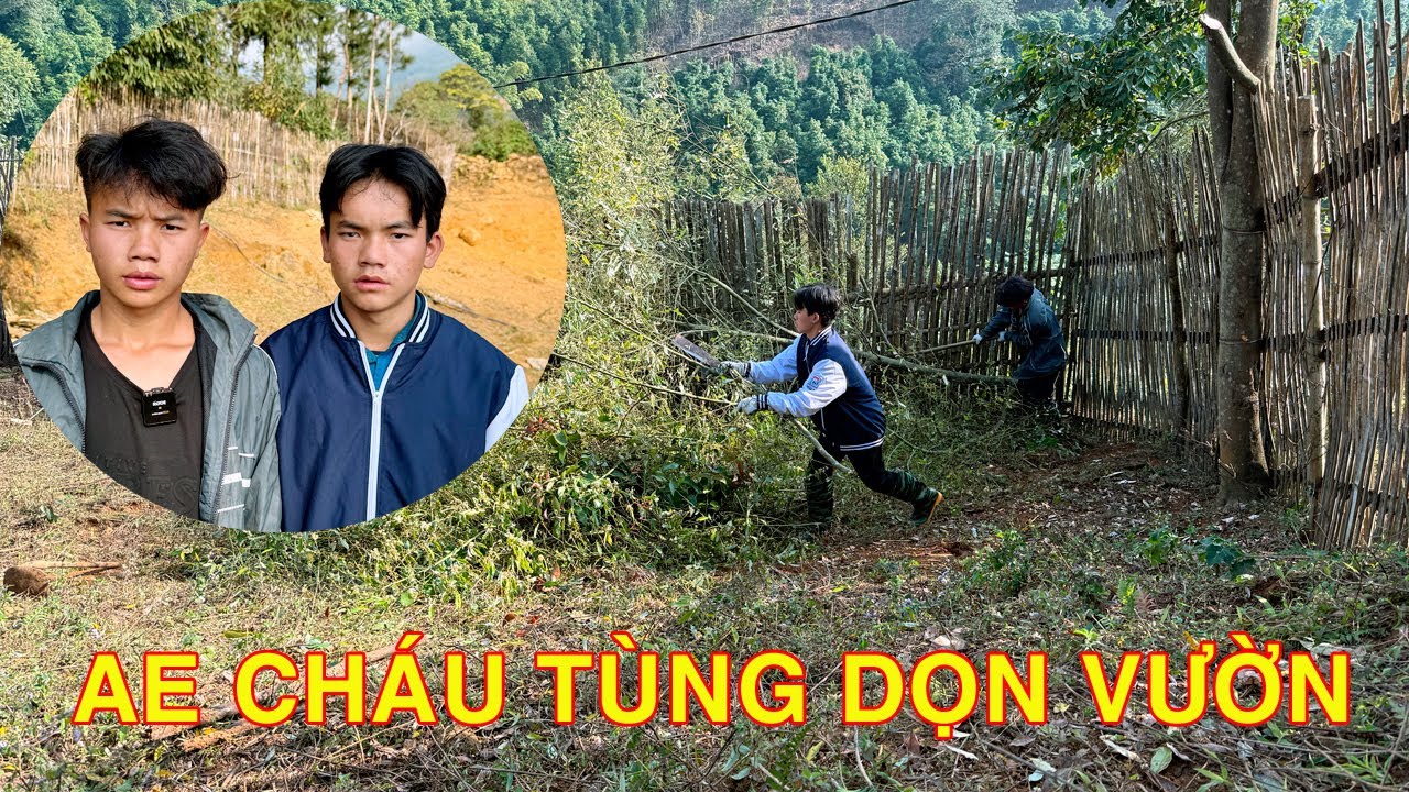 AE CHÁU TÙNG MỒ CÔI BỐ MẸ BỎ RƠI DỌN VƯỜN ĐỂ CHỒNG MÀU : KÊNH VƯƠNG TUYẾN TÂY BẮC  MỚI
