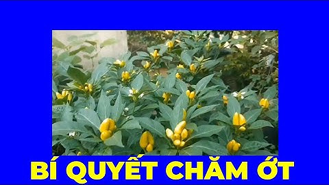 Cách chăm sóc cây ớt trồng trên chậu đảm bảo phát triển tốt sai quả vào mùa hè