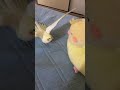 ぬいぐるみのオカメインコに怒るオカメインコ
