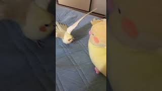 ぬいぐるみのオカメインコに怒るオカメインコ