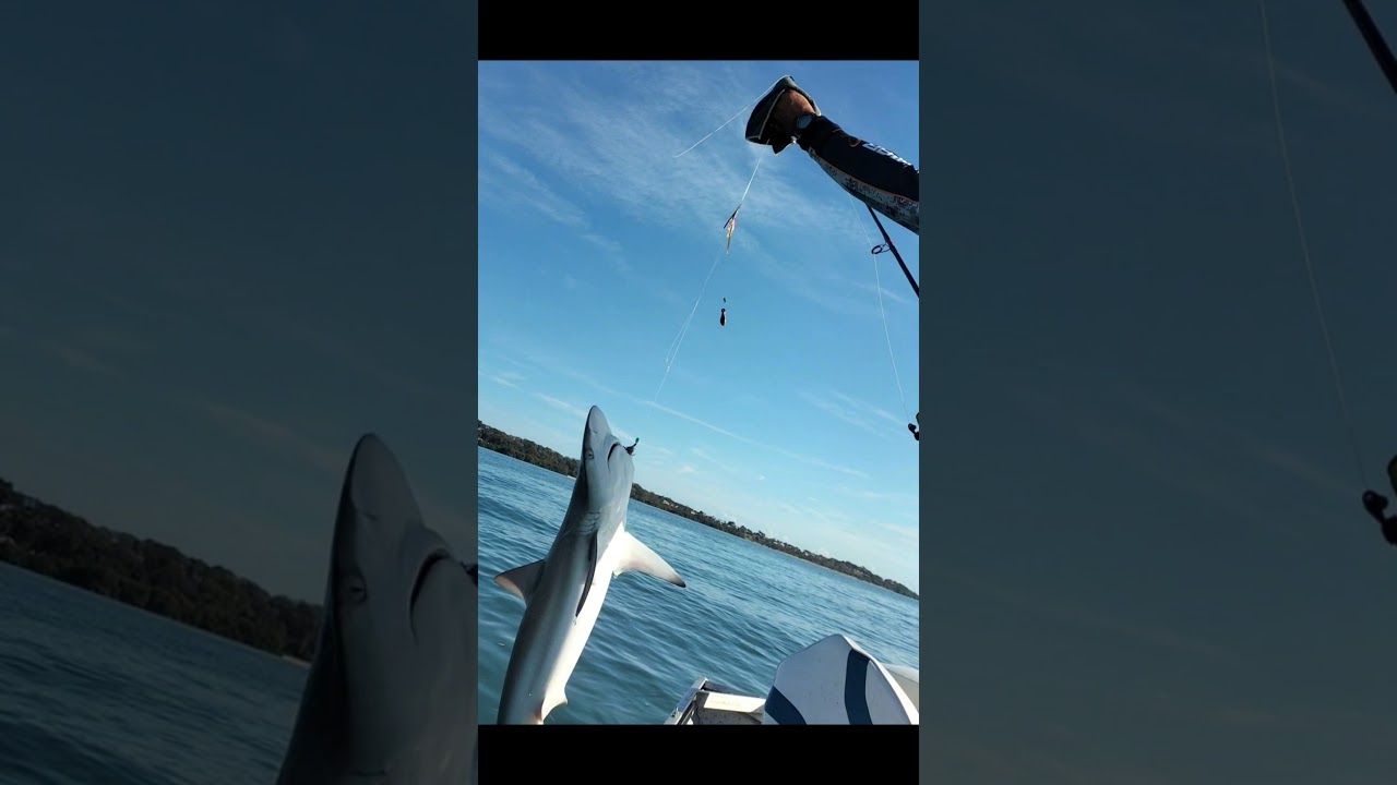 Big Shark caught on Bribie Island QLD fishing Australia
