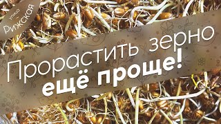 Проращиваем зерно 🌾 Повышаем яйценоскость кур зимой. Новый способ!