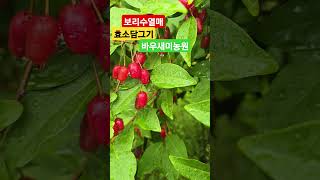 #보리수#효소담그기#효능#바우새미농원#천식 2025/6/16(월)