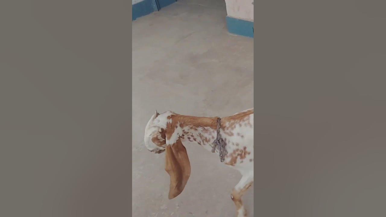 neck-paralysis-in-goat-youtube