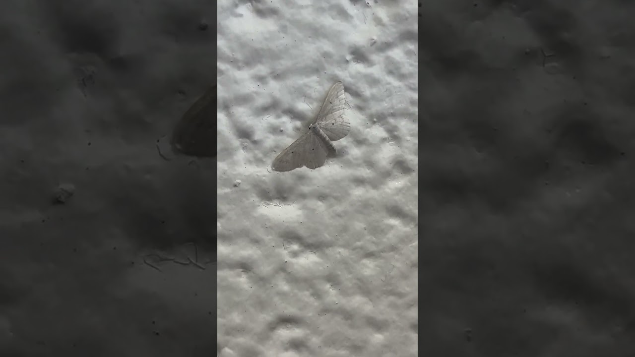 Moth camouflaged against a wall 