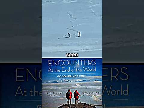 Penguin Depressed | Encounters at end of the world | new viral video | #penguin #depression #viral
