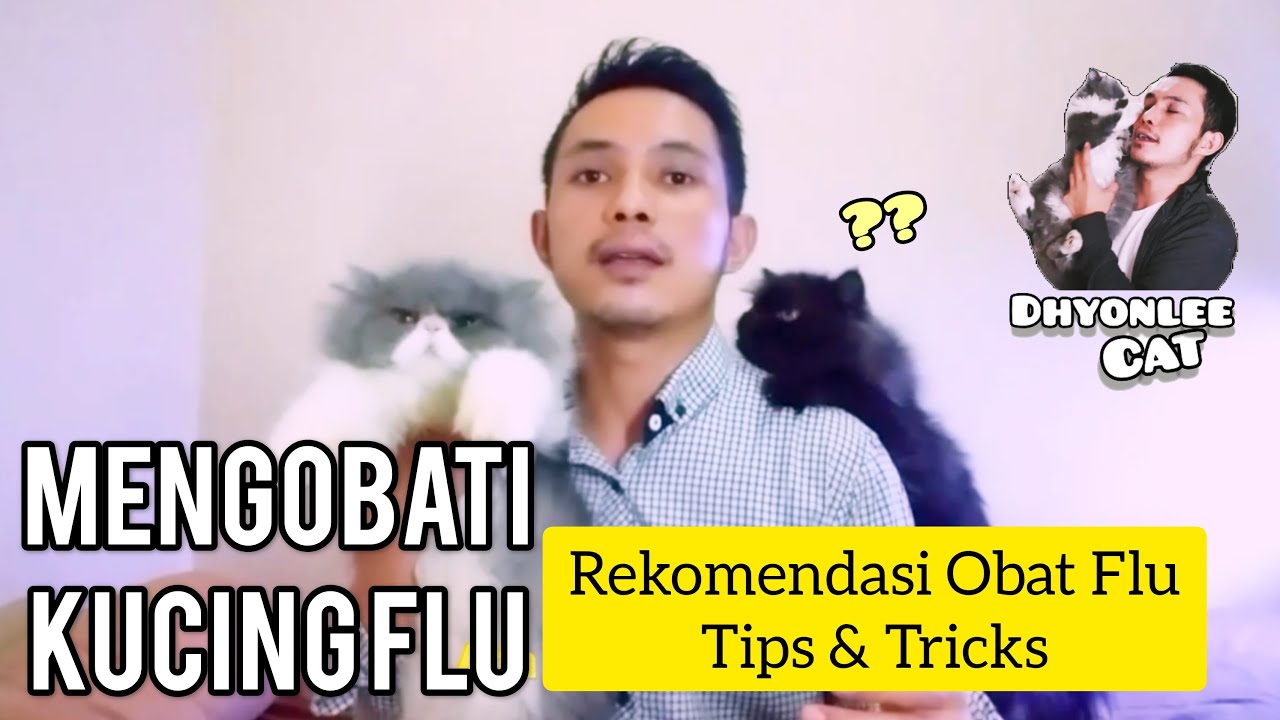 CARA MENGOBATI KUCING FLU / FLU KUCING / KUCING PILEK - REKOMENDASI