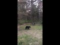 Video by Brielle Sebold