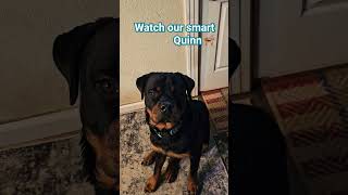 Quinn our smart dog‍#rottweiler #petlover