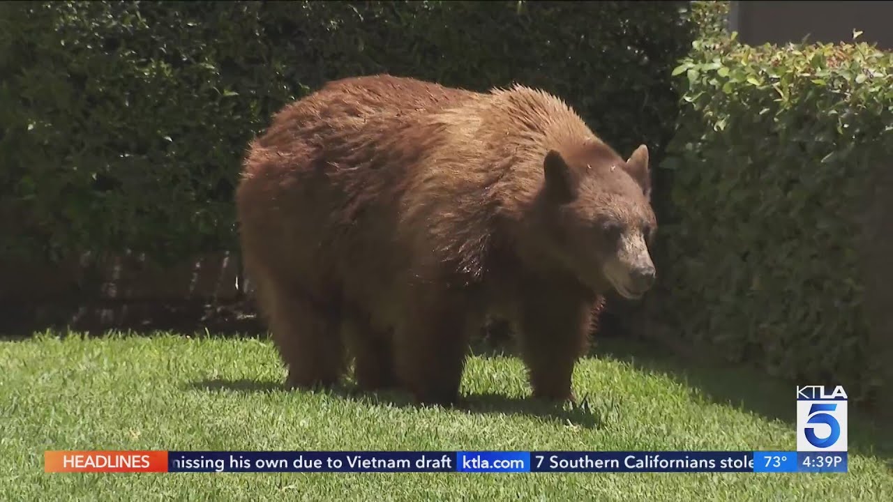 Dog scares off black bear inside Monrovia home YouTube