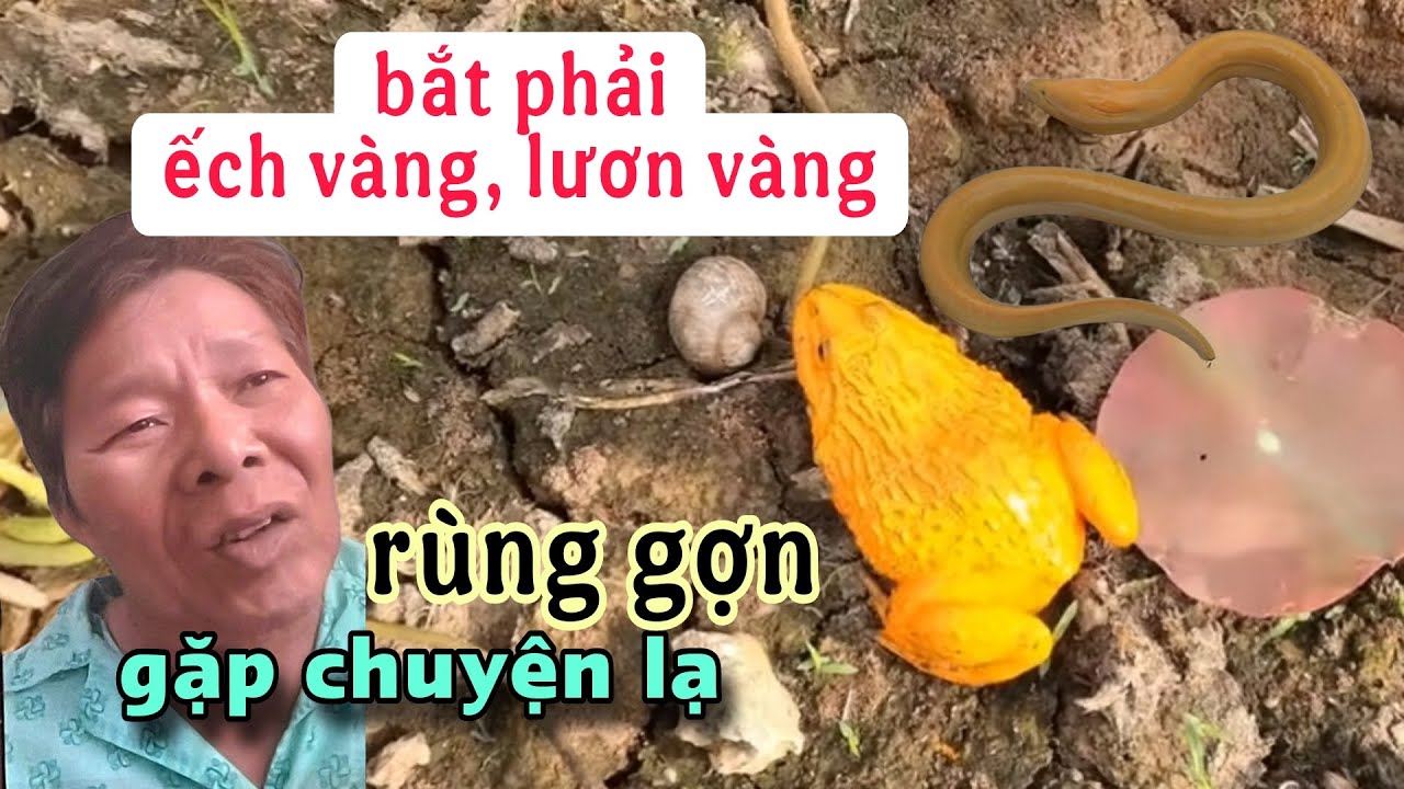 Sởn da gà bắtt phải ếch vàng lươn vàng gặp chuyện lạ kỳ
