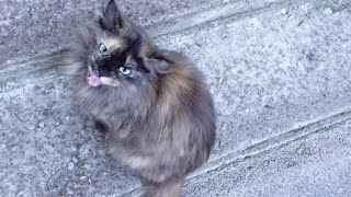Tortie cat meows before and after meal by Robin Seplut 4,034 views 3 weeks ago 6 minutes, 33 seconds